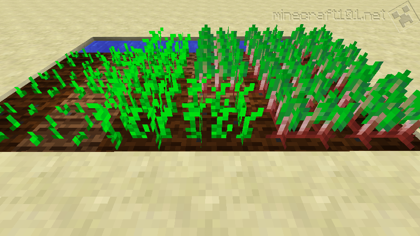 Growing Crops | Minecraft