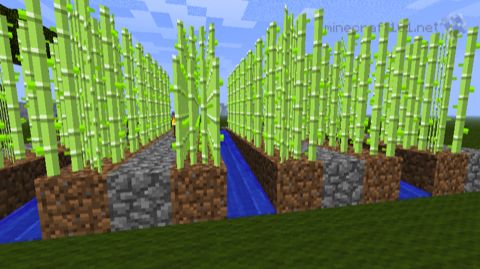 planting sugar cane