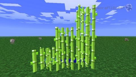 Zuckerrohr in Minecraft