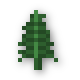 Fern