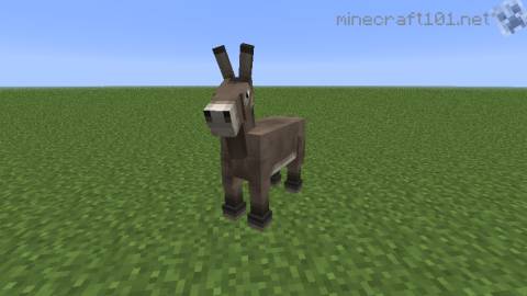 Donkey