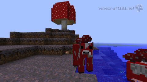 Mushroom Biome