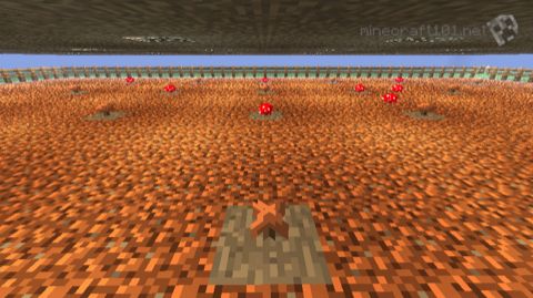 mushroom field