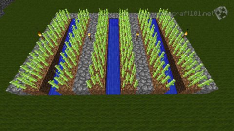 planting sugar cane