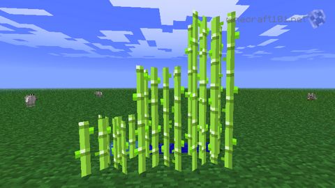 sugar cane in minecraft