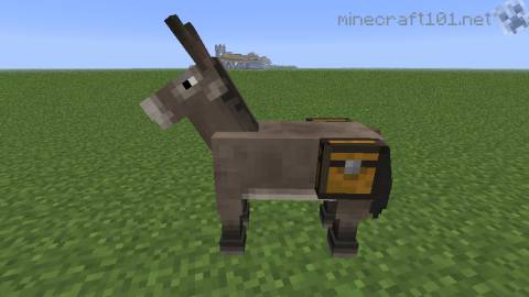 Donkey with chest